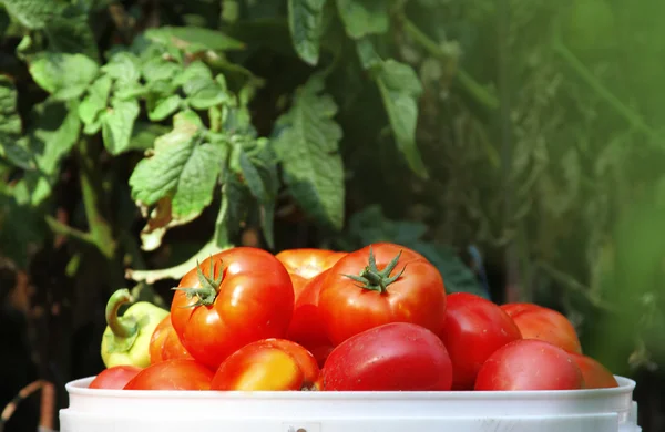 Tomates rojos maduros —  Fotos de Stock