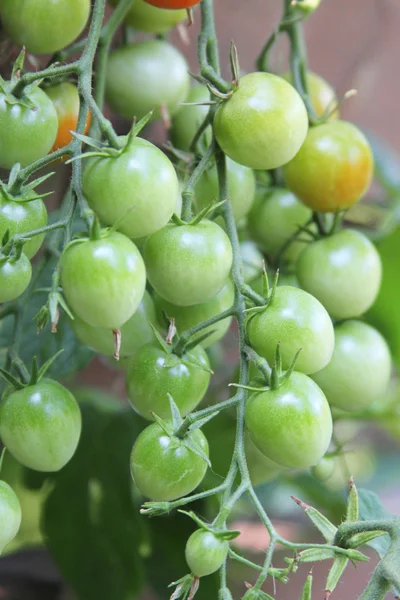 Groene cherry tomaten — Stockfoto