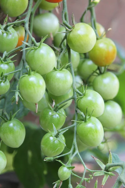 Grüne Kirschtomaten — Stockfoto