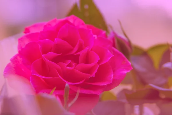 Красиві рожеві троянди — стокове фото