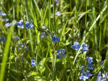 Veronica otu fotoğrafı