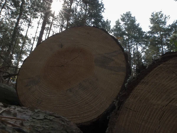 Imagem da madeira de pinheiro — Fotografia de Stock