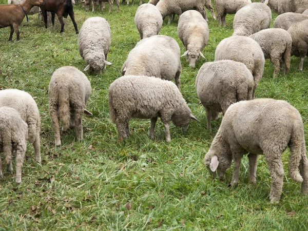 Picture of sheep — Stock Photo, Image