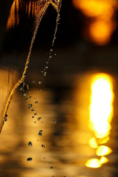 Water splashes on a sunny sunset — Stock Photo, Image