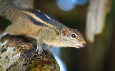 Hint palmiye sincabı (Funambulus palmarum) - ailenin sincap kemirgen