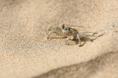 Sri Lanka'nın yaban hayatı