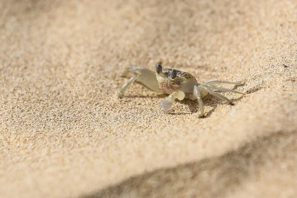 Sri Lanka'nın yaban hayatı