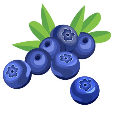 Yaban mersini meyve ve yaprakları.