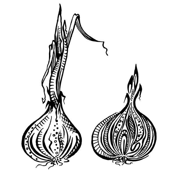 Cebola —  Vetores de Stock