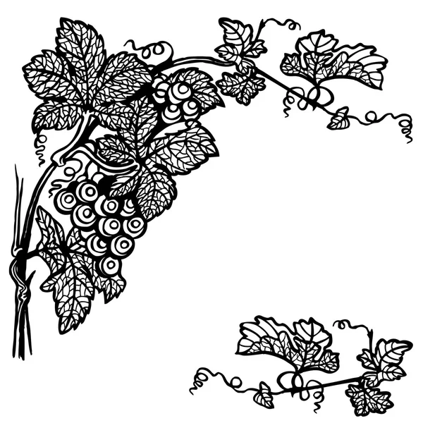 Druiven branch — Stockvector