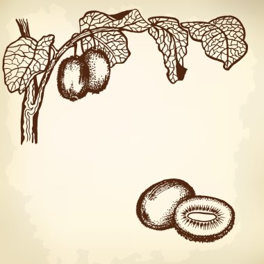 Kivi meyve ve yaprakları