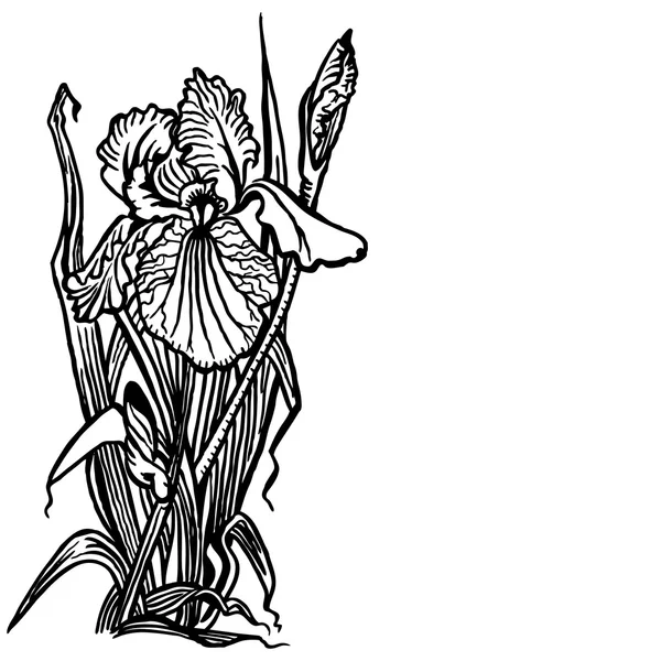 鸢尾花的花束 — 图库矢量图片
