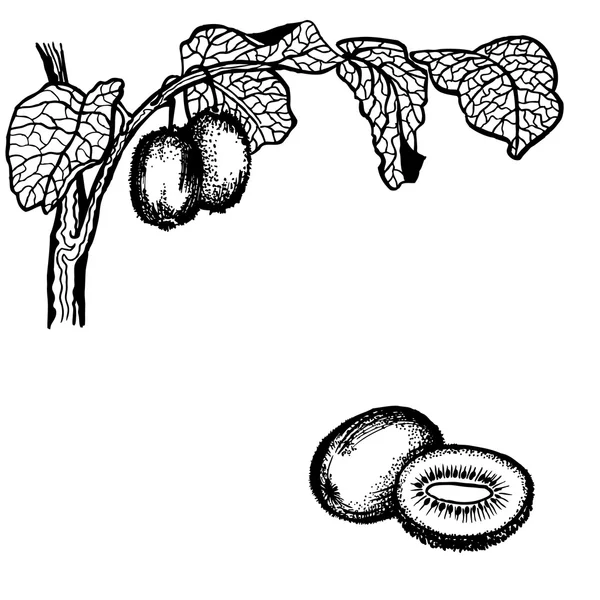 Ягоды и листья киви — стоковый вектор