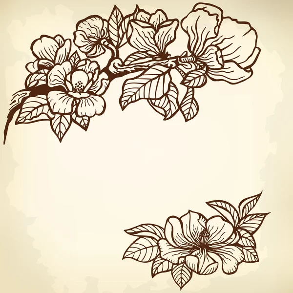 Magnolia — Archivo Imágenes Vectoriales