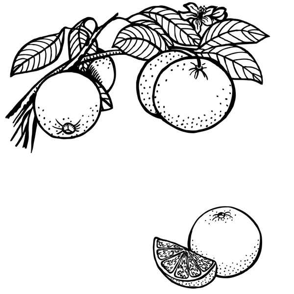 Rama naranja — Archivo Imágenes Vectoriales