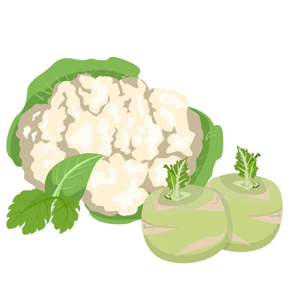 Cabbage and cauliflower — Stock Vector