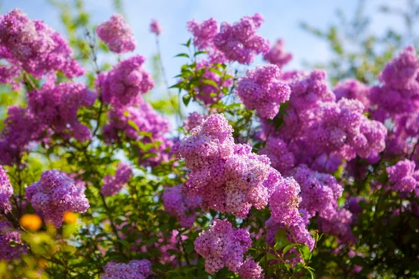 紫丁香灌木在春天对天空 免版税图库图片
