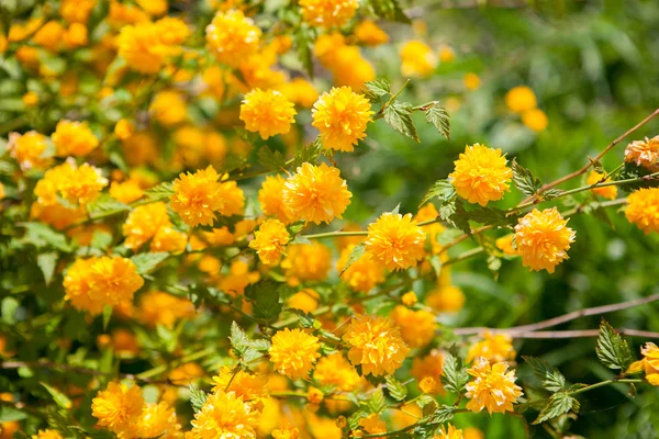 Bush, sárga tavaszi virágok Stock Kép