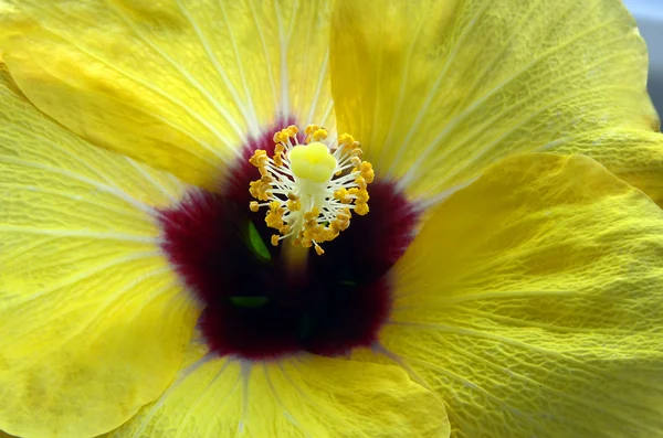 Lindas flores Hibisco — Fotografia de Stock
