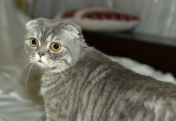 Our favorite Scottish Fold — Stock Photo, Image