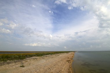 Siwash, ya da çürük deniz dar ve uzun örgü 