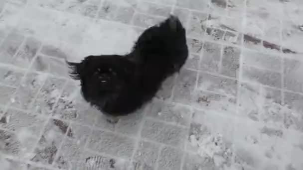 Пекінський Щеня Бавиться Сніжному Дворі — стокове відео