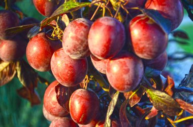 Sulu, olgun, lezzetli erik meyveleri ağaçta sallanıyor..