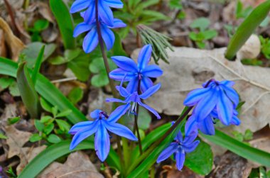 İlk bahar ormanı kardan sonra çiçek açar..