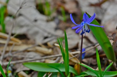 İlk bahar ormanı kardan sonra çiçek açar..