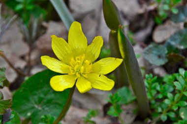 İlk bahar ormanı kardan sonra çiçek açar..