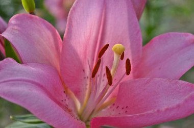 Lily tüm gezegende bulunan en ünlü çiçeklerden biridir. Çarlık zamanında, sık sık devlet, klan ve diğer örgütlerin armalarında resmedilirdi..