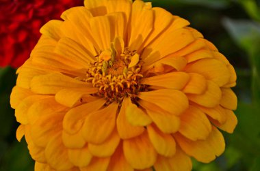 Çok güzel renkli yıldız çiçekleri. Dahlia hayatın her şeyi fetheden gücünün bir sembolüdür..