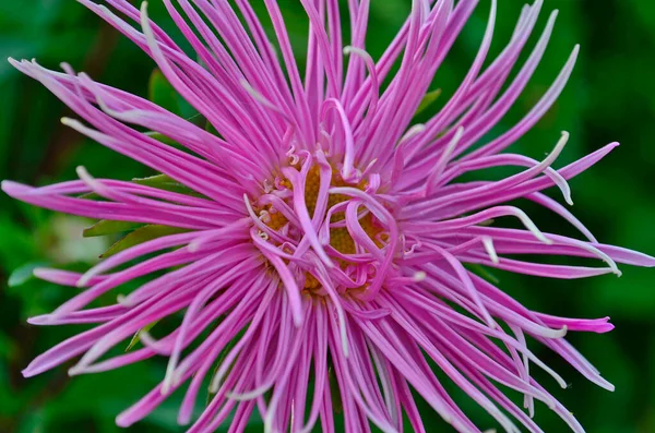 Aster, a popular fall flower, has light symbolism. The name of the flower aster means a star.