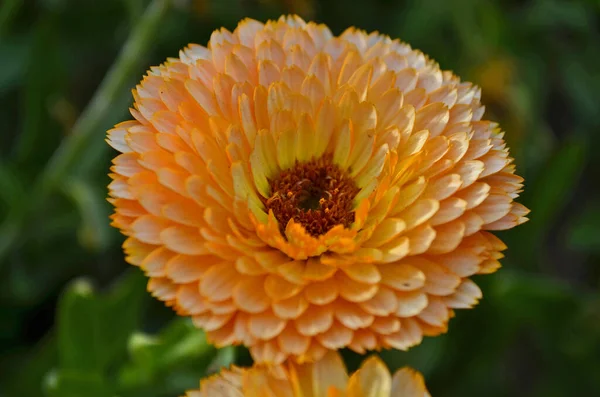 Calendula Lub Marigold Rodzaj Roślin Zielnych Rodziny Astrowatych Obrazek Stockowy