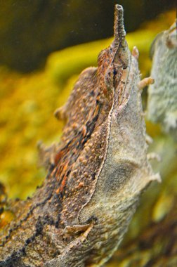 Dnepropetrovsk şehrinde bir kaplumbağa sergisi.