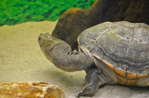 Schildkrötenausstellung Der Stadt Dnepropetrowsk — Stockfoto