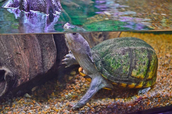 Schildkrötenausstellung Der Stadt Dnepropetrowsk — Stockfoto