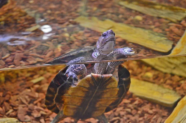 Schildkrötenausstellung Der Stadt Dnepropetrowsk — Stockfoto