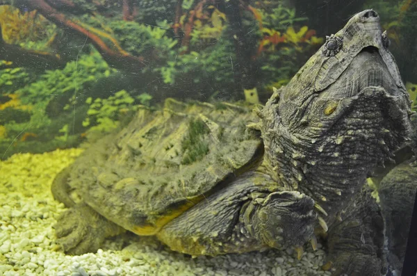 Schildkrötenausstellung Der Stadt Dnepropetrowsk — Stockfoto