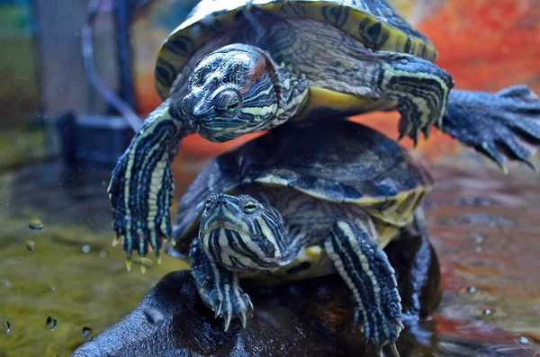Schildkrötenausstellung Der Stadt Dnepropetrowsk — Stockfoto
