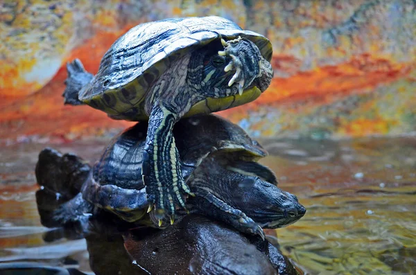 Schildkrötenausstellung Der Stadt Dnepropetrowsk — Stockfoto