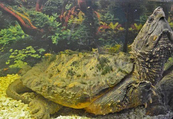 Schildkrötenausstellung Der Stadt Dnepropetrowsk — Stockfoto