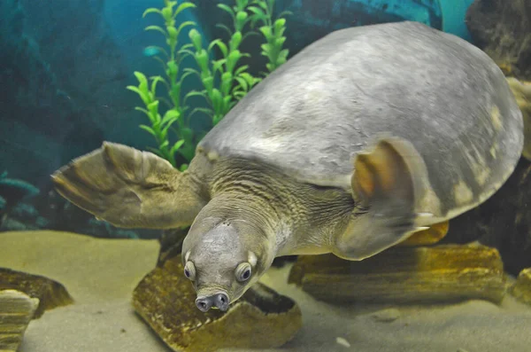 An exhibition of turtles in the city of Dnepropetrovsk.