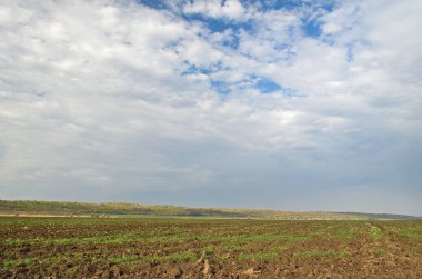 Sonbaharın sonlarında yeşil kış tarlası, saban sürmenin yanında..