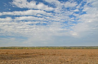 Sonbaharın sonlarında yeşil kış tarlası, saban sürmenin yanında..