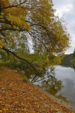 Yağmur sırasında ormanda sonbahar soğuk nehri.