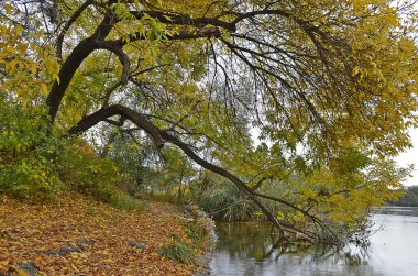 Yağmur sırasında ormanda sonbahar soğuk nehri.