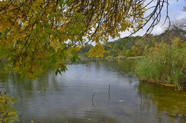 Yağmur sırasında ormanda sonbahar soğuk nehri.