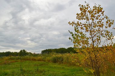 Sonbahar soğuk nehri, şehrin kenar mahallelerinde. .