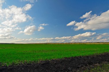 Sonbaharın sonlarında yeşil kış tarlası, saban sürmenin yanında..